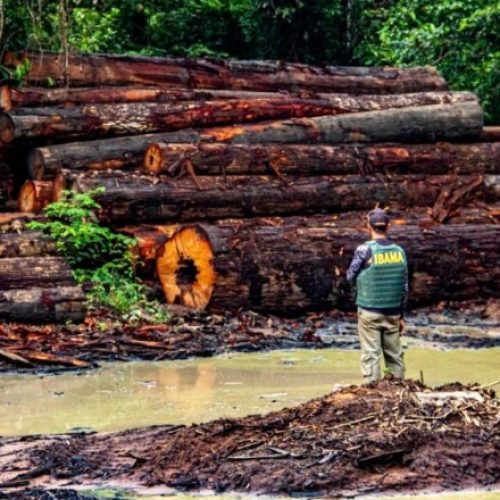 Exploração ilegal de madeira ameaça terras indígenas e amplia desmatamento no Amazonas