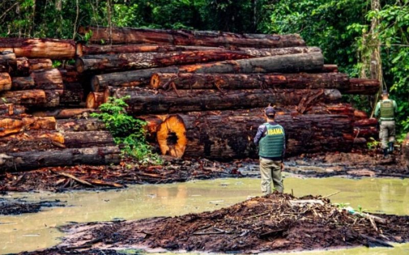 Exploração ilegal de madeira ameaça terras indígenas e amplia desmatamento no Amazonas