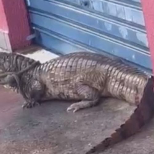 Jacaré é resgatado em calçada de avenida em Manaus