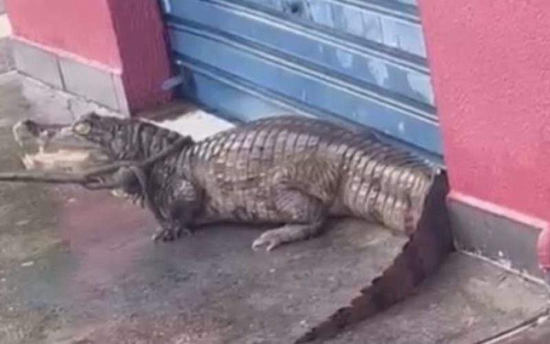 Jacaré é resgatado em calçada de avenida em Manaus