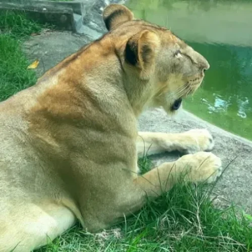 Morte no Zoológico de João Pessoa: Homem Invade Jaula e É Atacado por Leoa