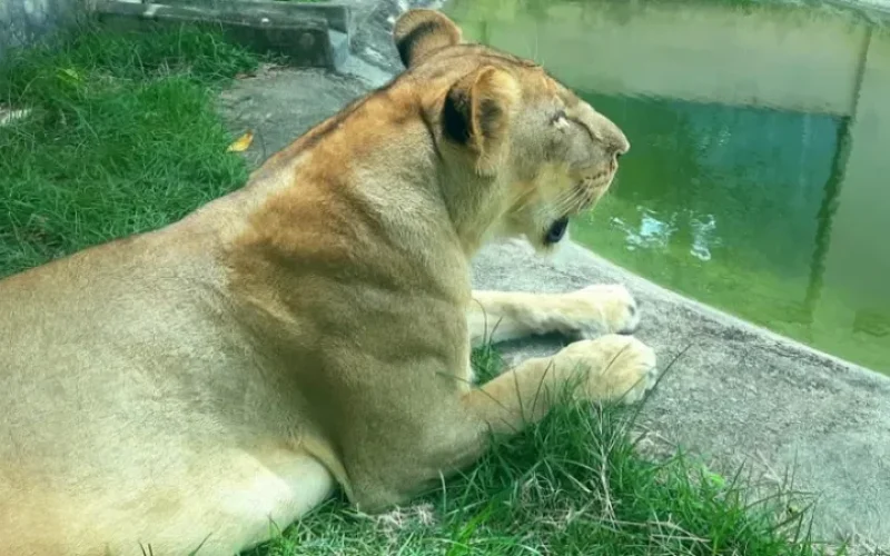 Morte no Zoológico de João Pessoa: Homem Invade Jaula e É Atacado por Leoa