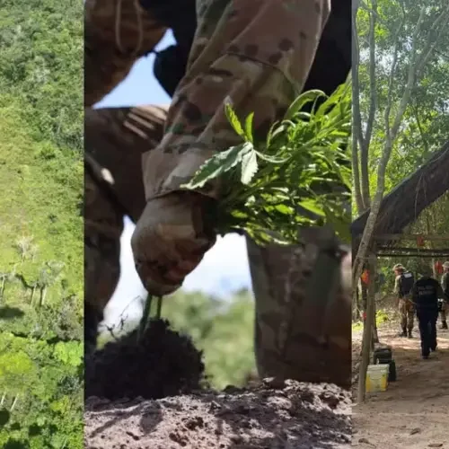 PF acaba com 64 mil pés de “cachimbo da paz” em terra indígena no Pará
