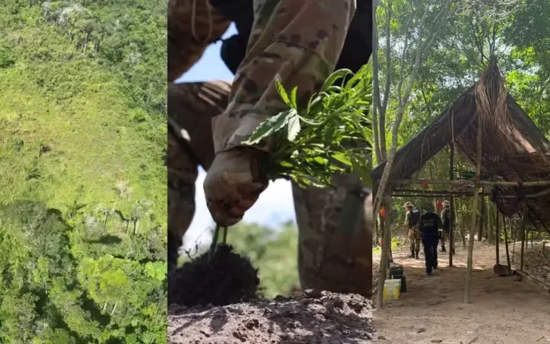 PF acaba com 64 mil pés de “cachimbo da paz” em terra indígena no Pará