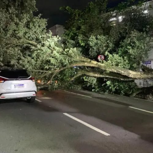 Árvore centenária cai sobre carros na Avenida Getúlio Vargas e mobiliza bombeiros em Manaus