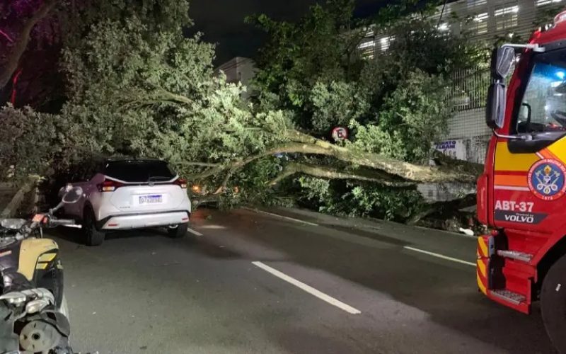 Árvore centenária cai sobre carros na Avenida Getúlio Vargas e mobiliza bombeiros em Manaus