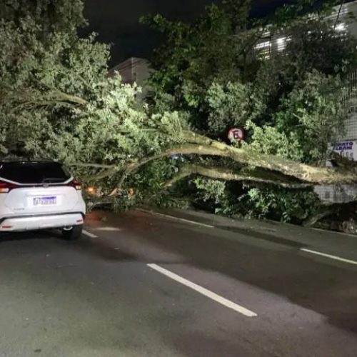 Árvore centenária cai sobre carros na Avenida Getúlio Vargas e mobiliza bombeiros em Manaus