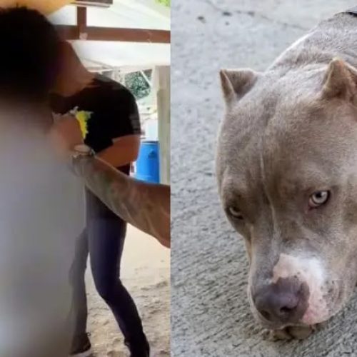 Homem que abusou de cachorro em Presidente Figueiredo é preso