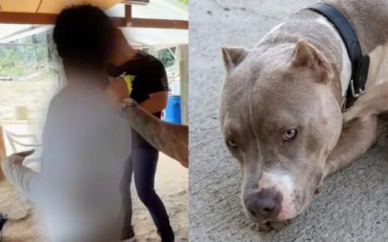 Homem que abusou de cachorro em Presidente Figueiredo é preso