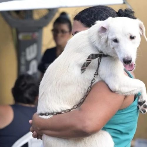 Manaus abre agendamento para castração gratuita de cães e gatos na zona norte da capital