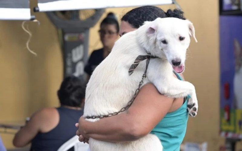 Manaus abre agendamento para castração gratuita de cães e gatos na zona norte da capital